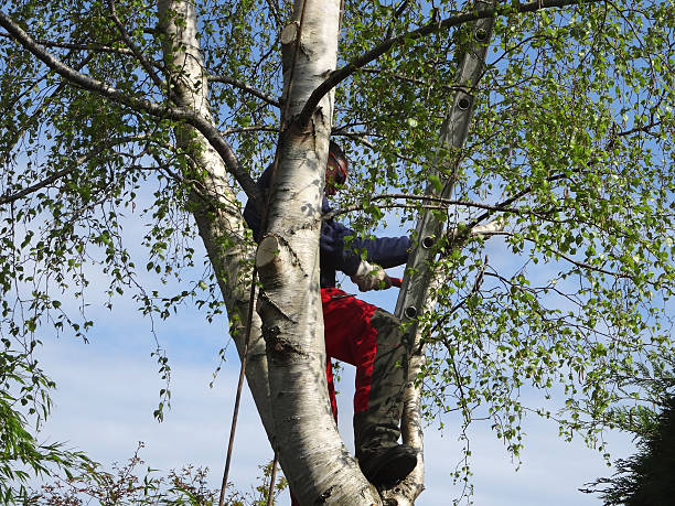 Best Tree Health Inspection  in Lake Sconsin, WI